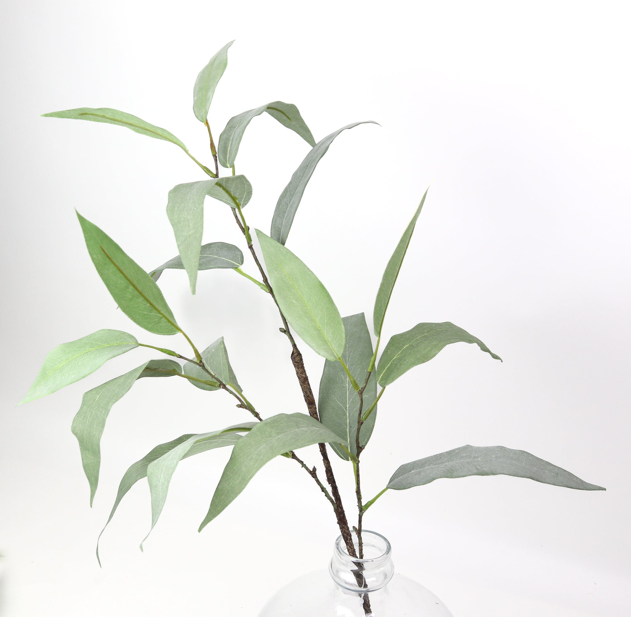 Eucalyptus Leaf