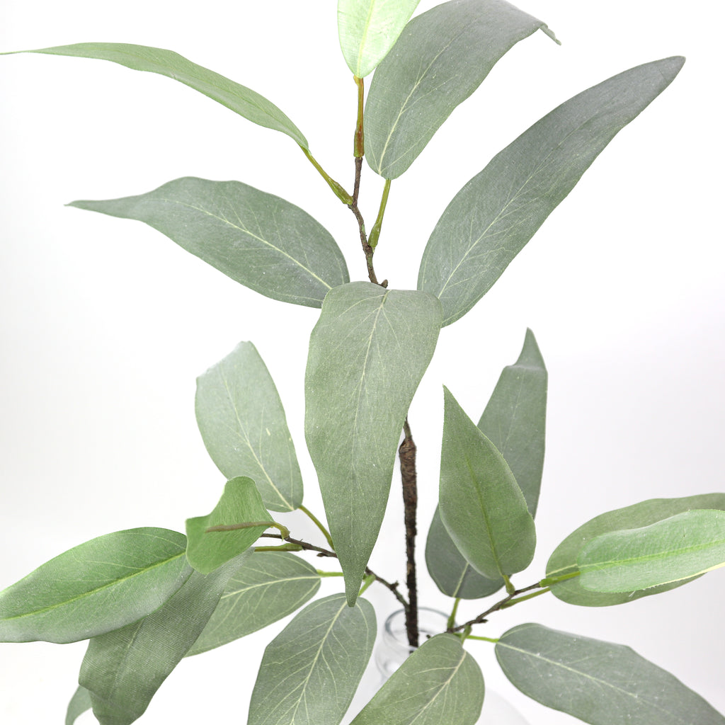 Eucalyptus Leaf