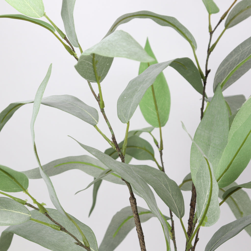 Eucalyptus Leaf